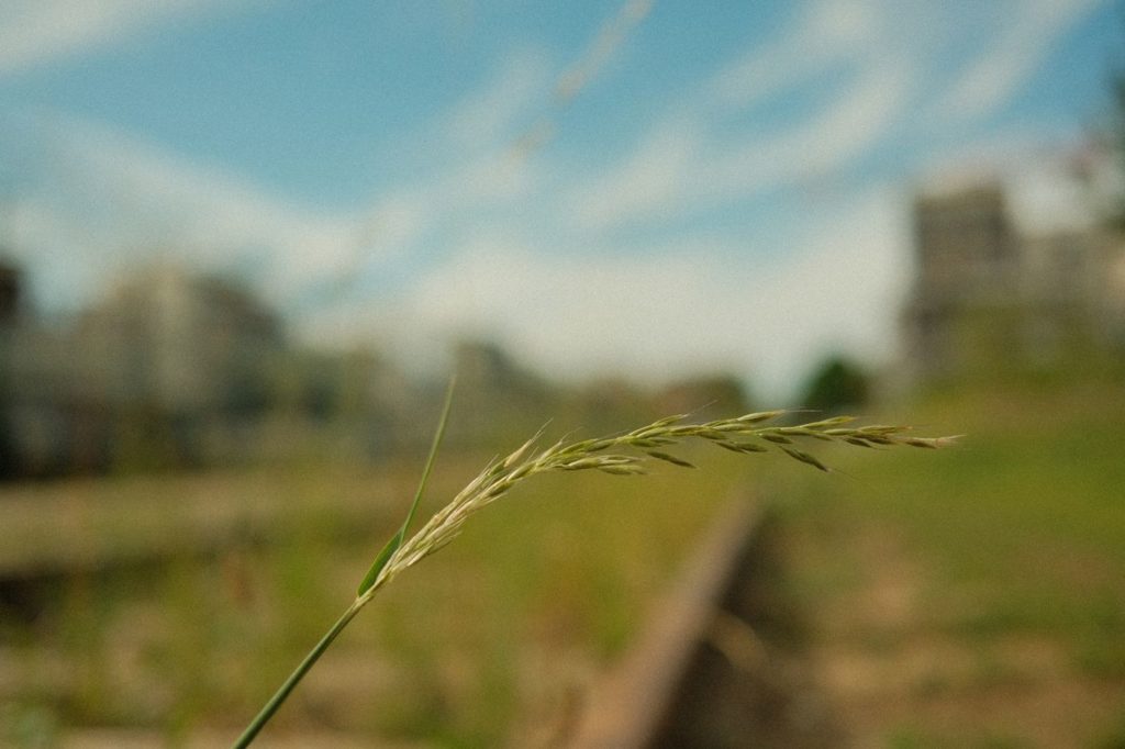 Bois de Charonne Petite Ceinture